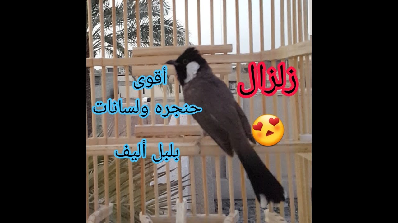 ماكو أحلى من صوت البلبل وقت الغروب # بلبل اليف تخريج بدراوي الملقب زلزال