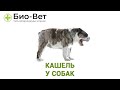 Кашель у собак 🐶: симптомы, причины и лечение // Сердечный и Давящийся кашель у собаки // Био-Вет