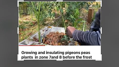 2 simple ways to Over wintering  pigeon peas /Congo peas plants in zone 7and 8 b