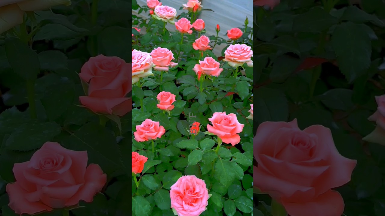 Beautiful pink rose flowers garden! 