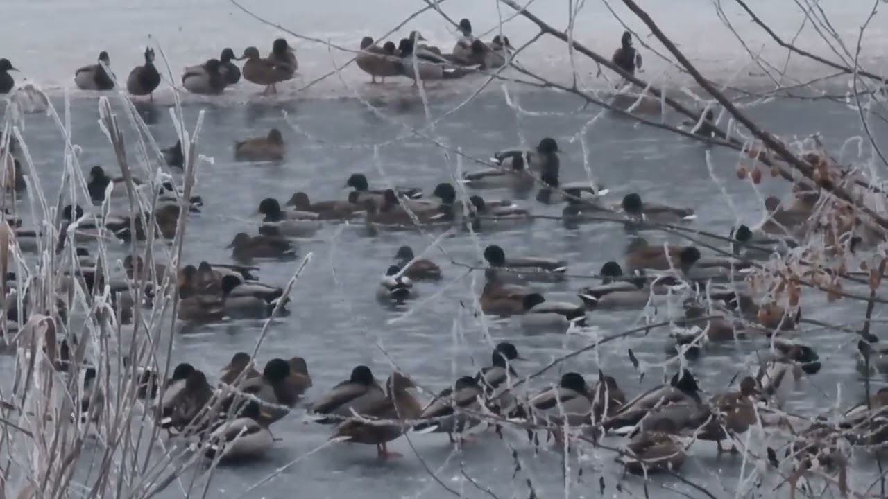 Több 100 vadkacsa tanyázik a tiszadobi holtágon! 2026.01.19.16:11 @EgyaTermészettel#tisza #madarak