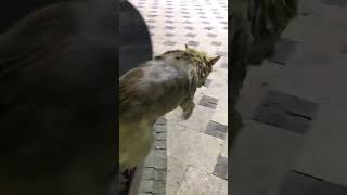 Two Men Rescuing a Dog Stuck in a Fountain