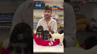 German Shepherd price in India  ￼