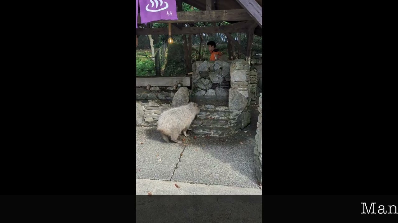 Nagasaki Biopark - Capybara Onsen 2025