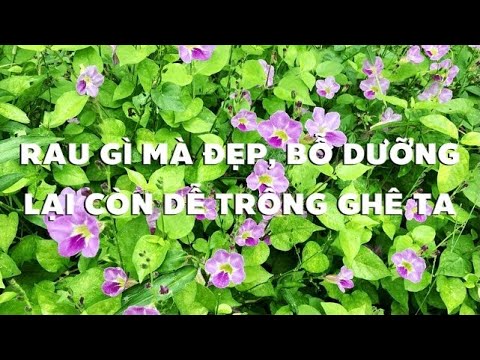 Video: Trồng đậu Trong Mảnh đất Vườn