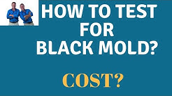 Mold Air Testing: What Does It Cost? What Are The Steps To Testing For Mold In Your Home? 
