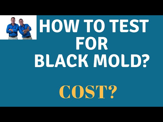 DIY Home Mold Test Kit Review 