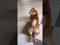 犬のこの体制がなんか好き #柴犬 #豆柴