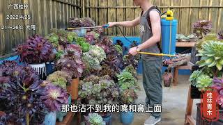 多肉植物预防病菌虫害用什么药？多久喷一次？