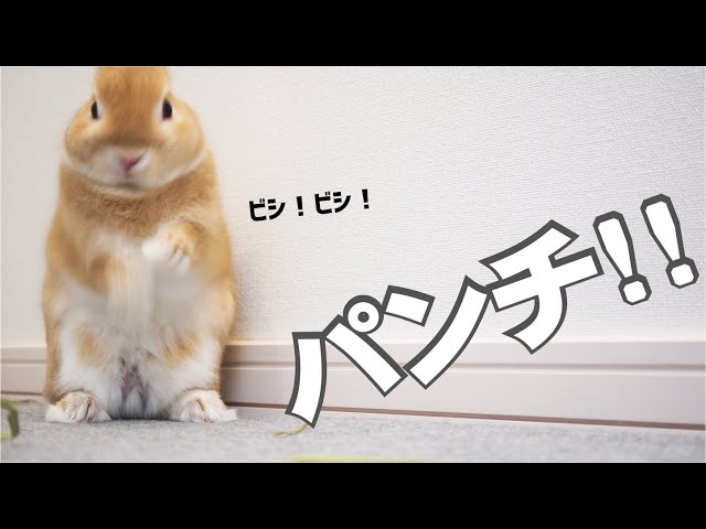 パンチ！！うさケツ。クシクシがカワイイ、うさぎ【Rabbit