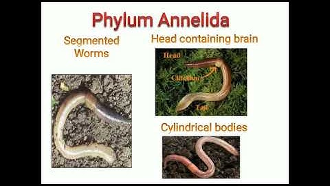 Metropolitan School Week 3 Class 6 Science Lesson
