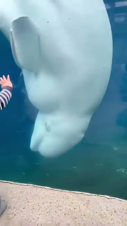 Baby Beluga Dies At SeaWorld After 3 Weeks In A Tank - The Dodo