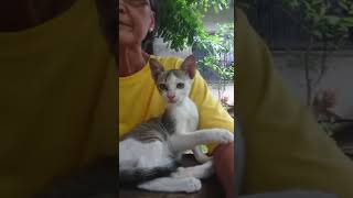 Kitten Mango W Grandma