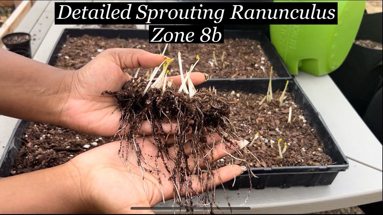 How to PreSprout Ranunculus Corms Growing Ranunculus in Zone 8b