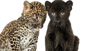 Celebrity That's Good Science! 01.13 | How the leopard lost its spots Profile