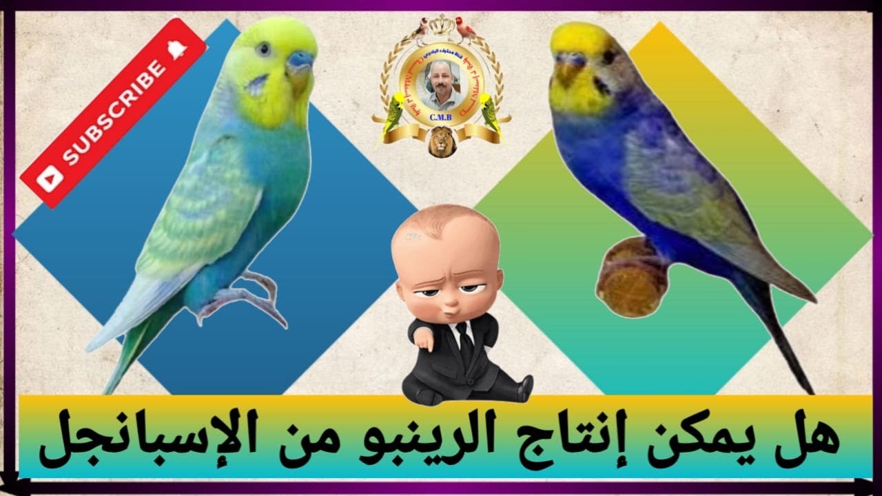 حقيقة اول مرة تسمعها / الإسبانجل ينتج فراخ رينبو وتركيبات / الإسبانجل والرينبو حقاءق صادمة