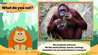 Meet The Animals 82 Orangutan Little Fox