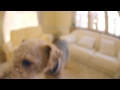 エアデールテリア ♂ 3歳 ウォッカちゃん【いただきます動画】