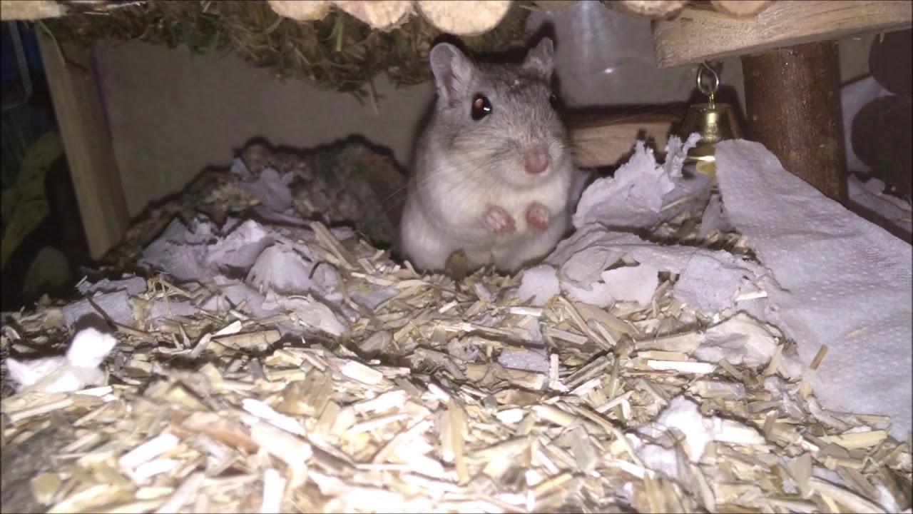 Rescue Gerbils Exploring Their New Home YouTube