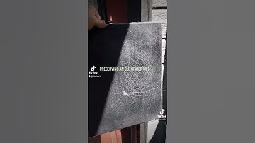 Preserving a Spider Web