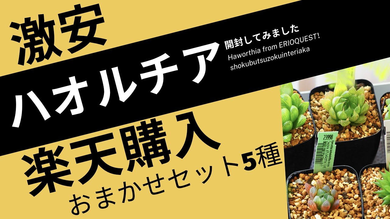 Rakuten] Unboxing a 5-Variety Haworthia Set [Purchased from