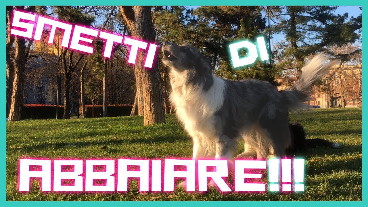 COME FAR SMETTERE di ABBAIARE il CANE che ABBAIA?!?! ABBAIO a COMANDO