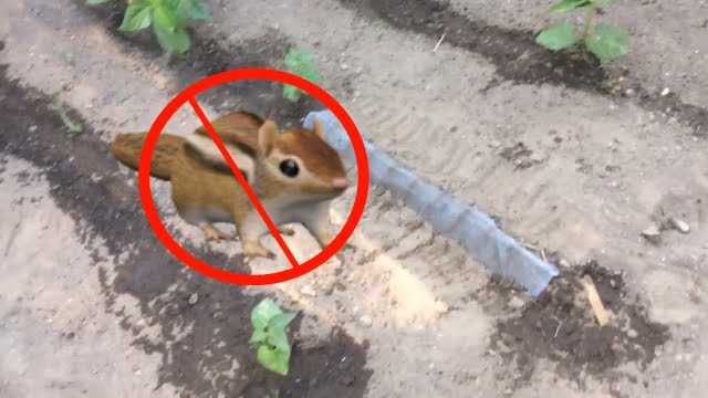 How To Keep Animals From Eating Planted Seeds In Your Garden YouTube