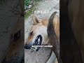强扭的瓜不甜 #搞笑