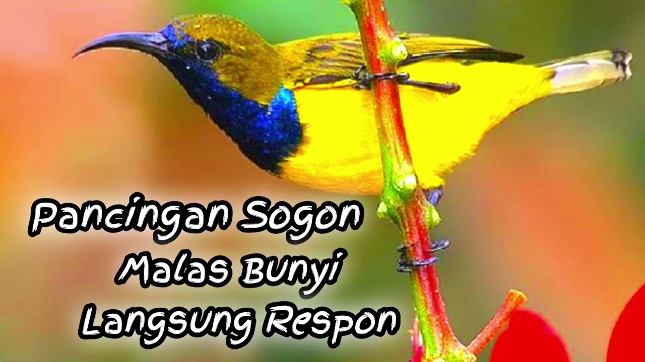 PANCINGAN SOGON❗❗ BAHAN PALING DI CARU TERBUKTI BIKIN GACOR SOGON LAIN