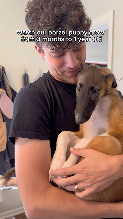 marcy’s birthday isn’t until next week but I COULDN’T WAIT #borzoi #puppy #oneyear #growth #dogs