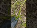 Щука на спиннинг 1 мая.