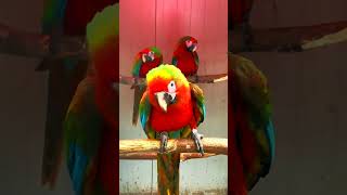 Hybrid Macaw Babies #cute #viral #shorts #subscribe Hybrid Macaw Babies #cute #viral #shorts #subscribe