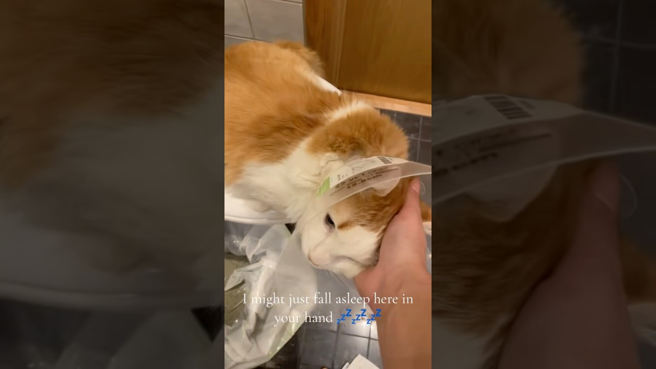 High cat after vet appointment