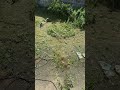 ANCINHO BANGUELO