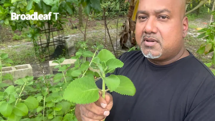 Benefits of Broadleaf Thyme (Perfect Bedtime Tea)