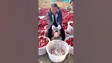 Radish cutting tool: Quality tools and machinery enhance work efficiency