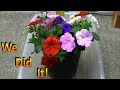 Propagating Petunia Cuttings in August and Overwintering Them (Part 2) Under the Grow Lights