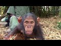 Chimpancé Anzac rescatada por el IJG en Congo