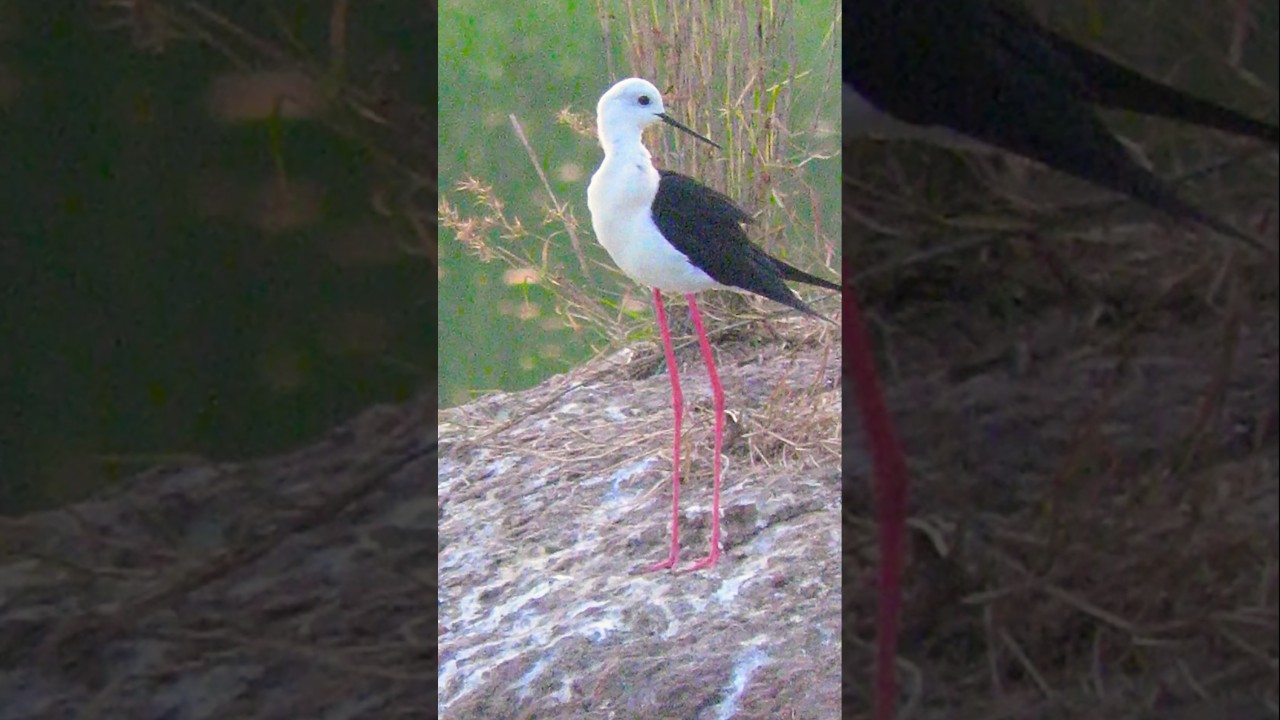 Black Winged Stilt birds 