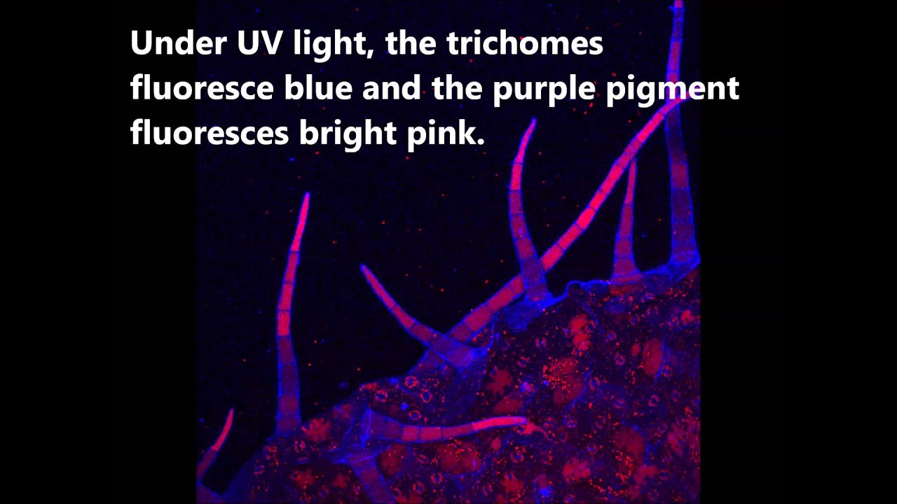 Plant hairs are called trichomes.