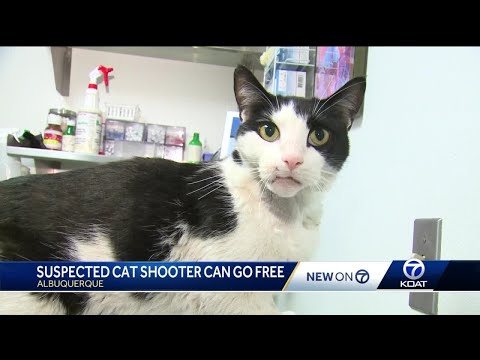 Vespa the cat will have a no home