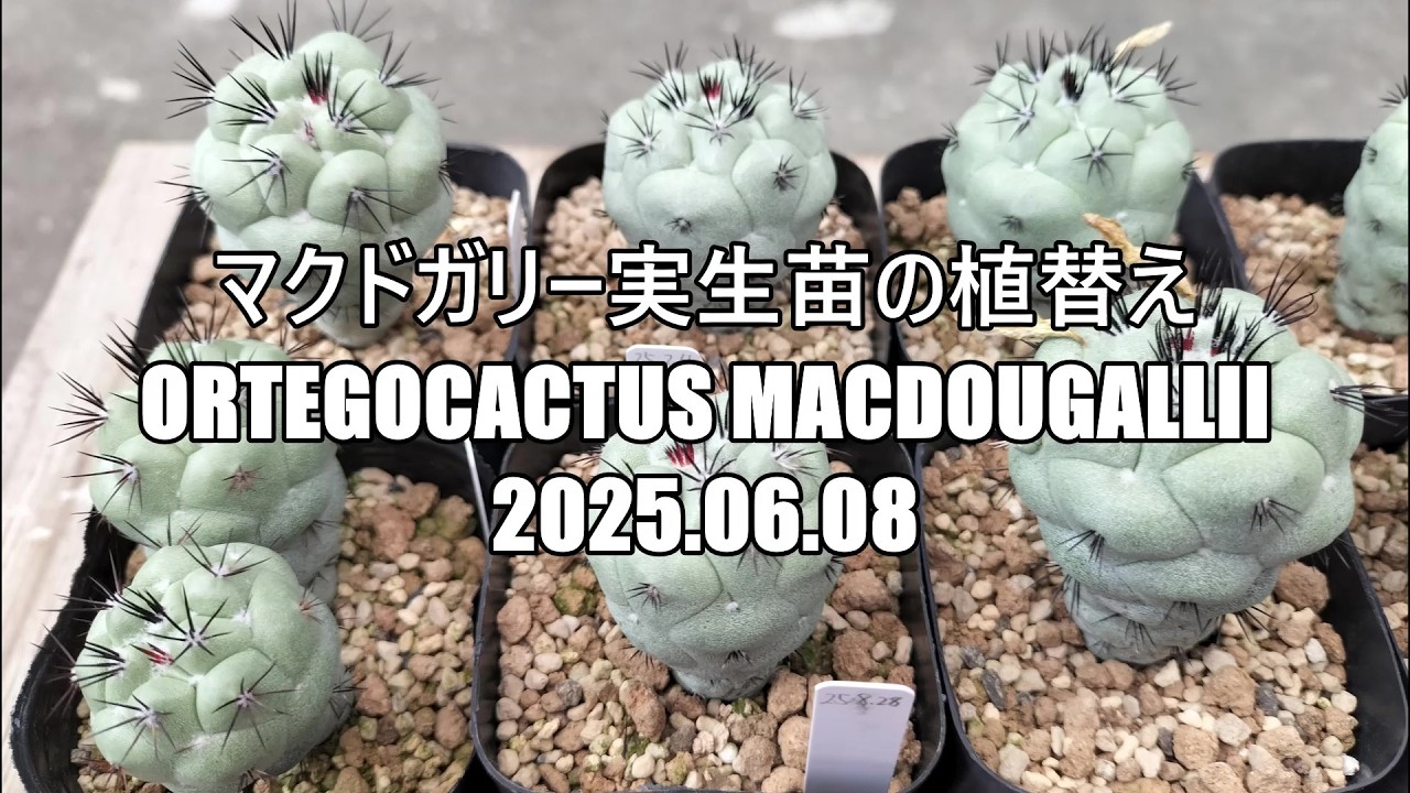 マクドガリー実生苗の植替え Ortegocactus macdougallii 2025 06 08