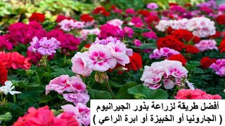 زراعة بذور الجيرانيوم بأسهل طريقة #geranium #خبيزة