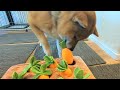 にんじん収穫を覚えたのになかなか報酬を貰えない柴犬w