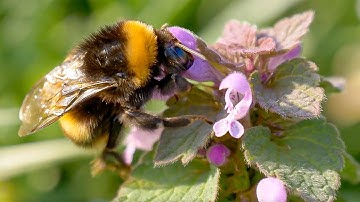 Are Robot Bees The Future? | Planet Fix | BBC Earth Science
