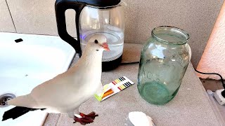 Как я делаю воду для купания голубей.How I make water for swimming pigeons.