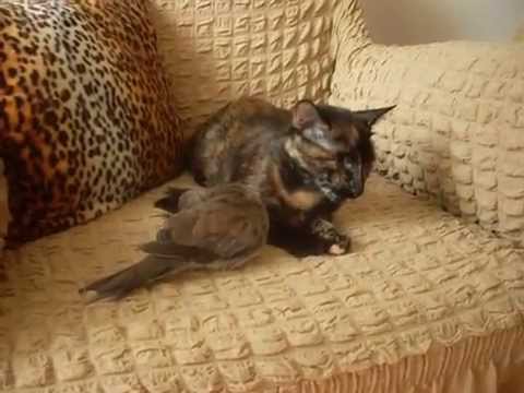 Kedi ve Kuşun Dostluğu ( Bizlere Örnek Olsun )