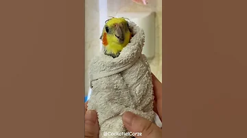 Adorable Cockatiel Bath Time Cockatiels Craze 