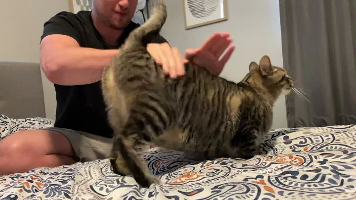 My cat likes being spanked - DayDayNews