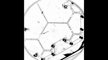 Liquid plugs flowing in a microchannel network